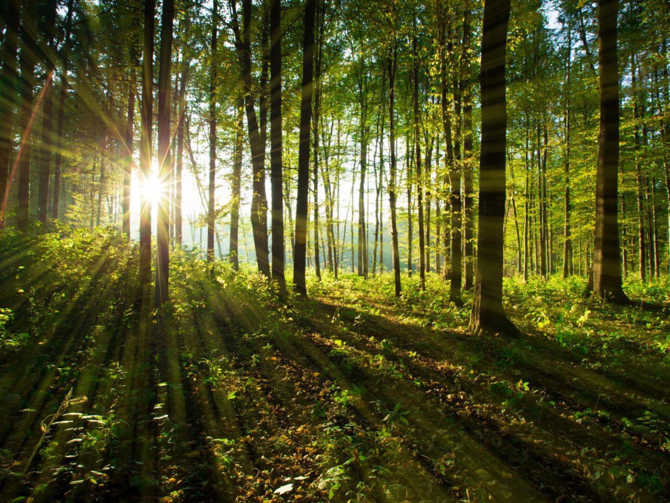 idas-chem-orman-endustri-kimyasallari-kontrplak-mdf-oluklu-mukavva-kimyasallari-urunler