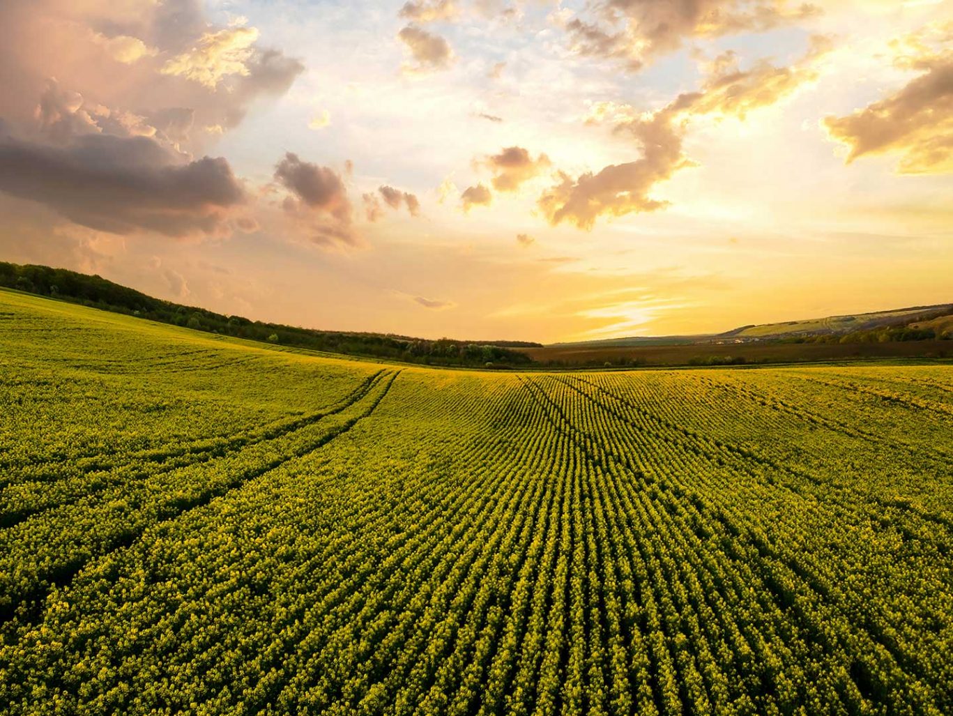 idas-chem-tarim-ve-hayvancilik-kimyasallari-yem-katkilari-veterine-ve-zirai-ilac-kimyasallari